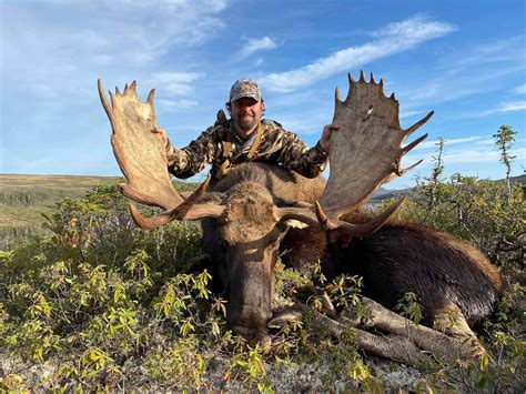 You will have the opportunity to . . Best newfoundland moose hunting outfitters